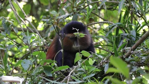 Golden Monkey eating on bamboo close up Video stock 201124548