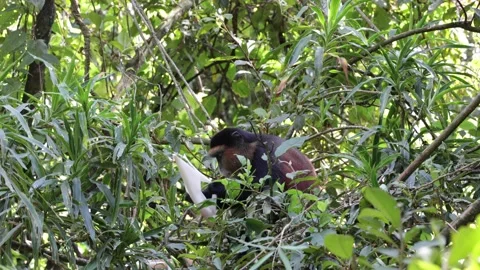 Golden Monkey eating on bamboo close Video stock 201124549