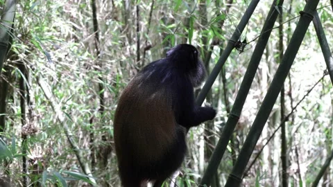 Golden Monkey eating bamboo in mountain forest close up Stock Footage 201124537