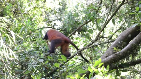 Golden Monkey feed and move in bamboo forest 스톡 동영상 200859008