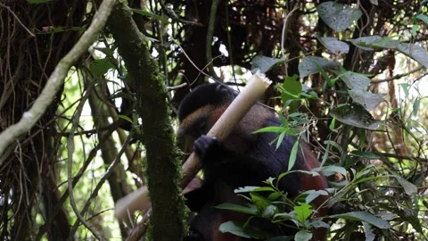 Golden Monkey feed on bamboo and climb up tree with bamboo in mouth Video stock 200859014