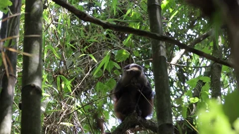 Golden Monkey feed on bamboo and jump in bamboo forest Stock Footage 201124557
