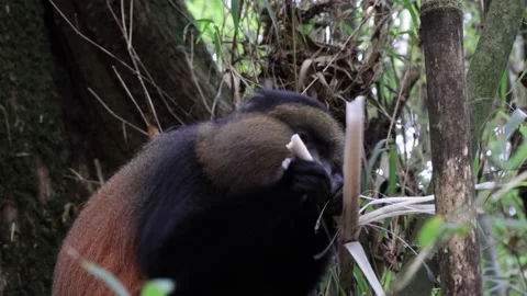 Golden Monkey feed on bamboo close up Stock Footage 200859016
