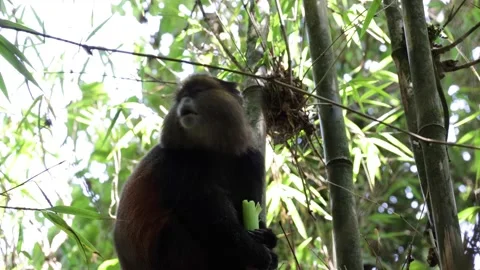Golden Monkey feed on bamboo close up Stock Footage 201124558