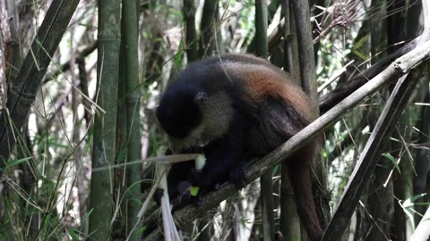 Golden Monkey feed on bamboo in mountain forest close up Stock Footage 201124563