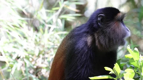 Golden Monkey feed on green leaves close up Stock Footage 200859019
