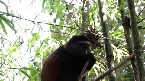 Golden Monkey feeding on bamboo close up Stock Footage 200859020