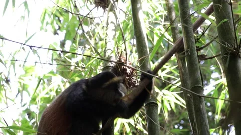 Golden Monkey feeding on bamboo close up Stock Footage 201124568