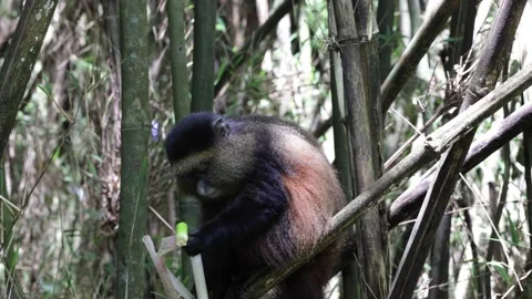 Golden Monkey feeding on bamboo in mountain forest close up Stock Footage 201124572
