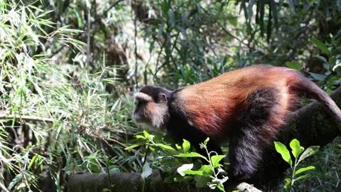 Golden Monkey look intensely around and move in forest Stock Footage 200859047