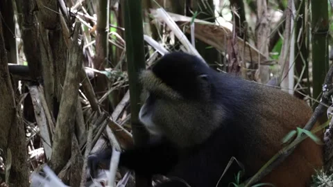 Golden Monkey looking for edible bamboo and feed in bamboo forest Stock Footage 201124580