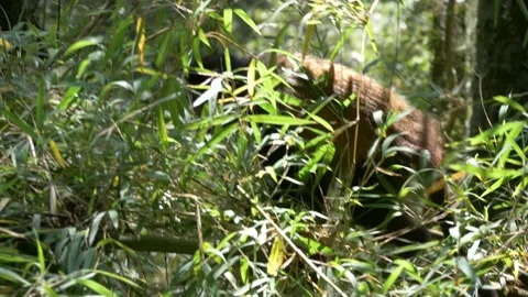 Golden Monkey in Mgahinga Gorilla National Park, Uganda Stock Footage 135224775