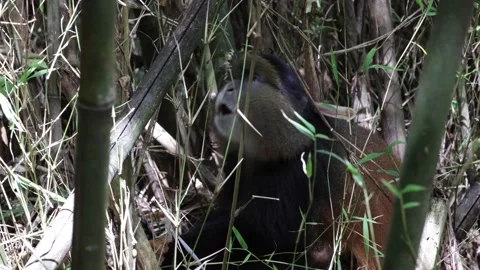 Golden Monkey move inside bamboo forest and eat bamboo close up 스톡 동영상 201124581