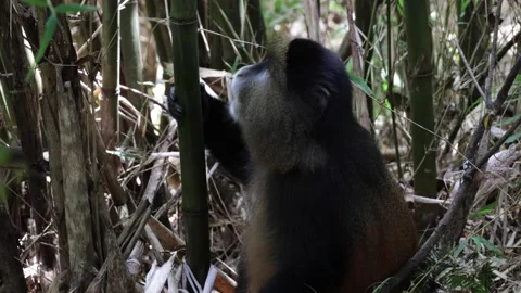 Golden Monkey move inside bamboo forest close up Stock Footage 201124589