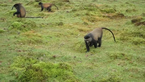Golden monkey with offspring Video stock 74102461