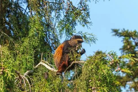Golden monkey or Cercopithecus kandti in tree. Stock Photos