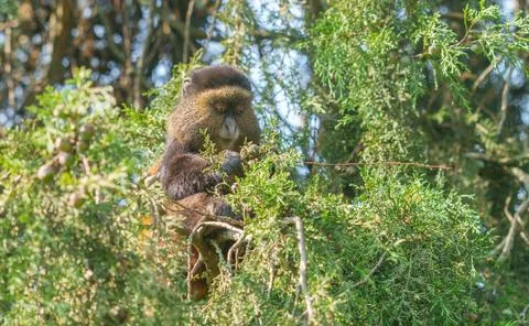 Golden monkey or Cercopithecus kandti in tree. Stock Photos
