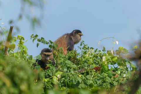 Golden monkey or Cercopithecus kandti in top of vine under blue sky Foto stock