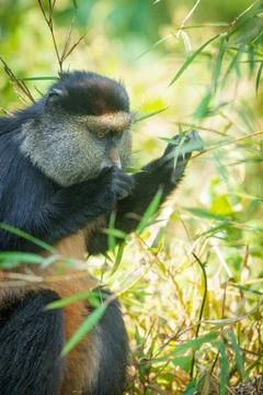 Golden monkey or Cercopithecus kandti in bamboo feeding Stock Photos