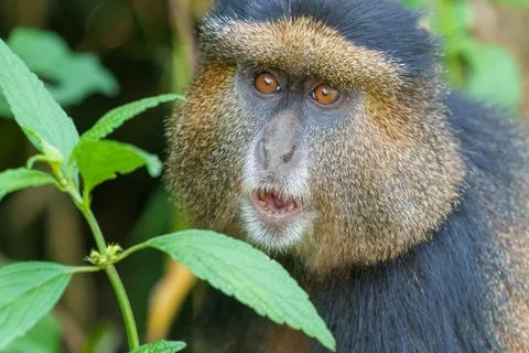 Golden monkey or Cercopithecus kandti portrait closeup in bushes with teeth.. Stock Photos