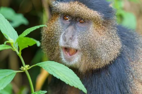 Golden monkey or Cercopithecus kandti portrait closeup in bushes  in open mou Stock Photos