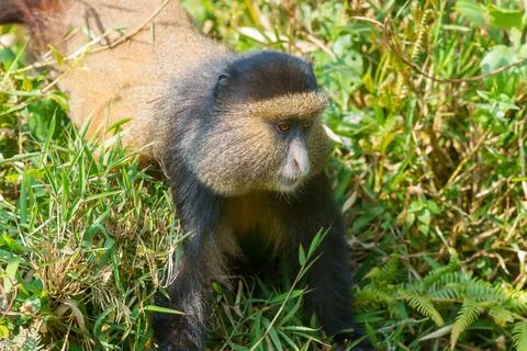 Golden monkey or Cercopithecus kandti closeup in bushes and on the move Foto stock