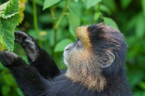 Golden monkey or Cercopithecus kandti side view watching hands reaching for.. Stock Photos