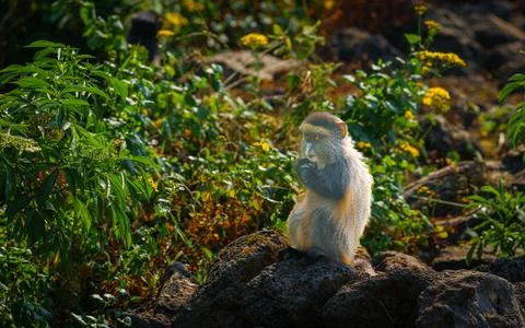Golden monkey or Cercopithecus kandti sitting on top of stone wall with bac.. Stock Photos