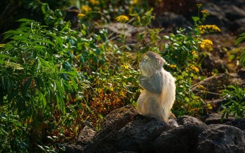 Golden monkey or Cercopithecus kandti sitting on top of stone wall with bac.. Foto stock