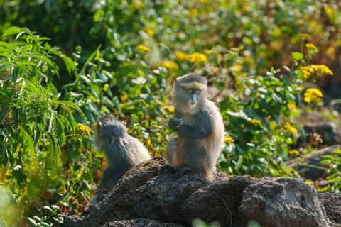 Golden monkey or Cercopithecus kandti sitting on top of stone wall Stock Photos