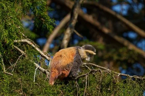 Golden monkey or Cercopithecus kandti in tree. Stock Photos