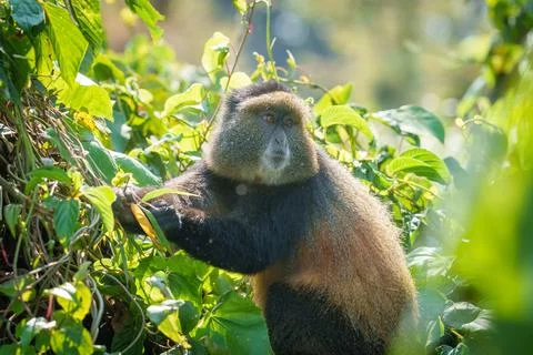 Golden monkey or Cercopithecus kandti in bushes feeding on foliage Stock Photos