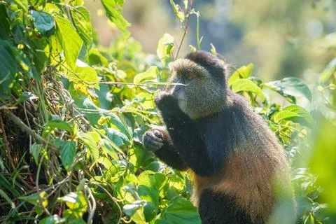 Golden monkey or Cercopithecus kandti in bushes feeding on foliage Foto stock
