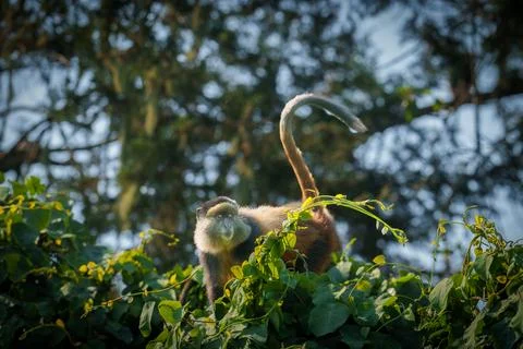 Golden monkey or Cercopithecus kandti on top of vine covered tree looking o.. Stock Photos