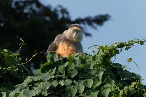 Golden monkey or Cercopithecus kandti portrait on top of vine covered tree .. Stock Photos