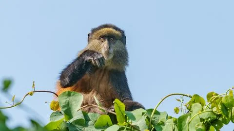 Golden monkey or Cercopithecus kandti portrait on top of vine covered tree .. Stock Photos