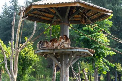 Golden monkey Stock Photos