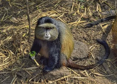 Golden monkey Foto stock