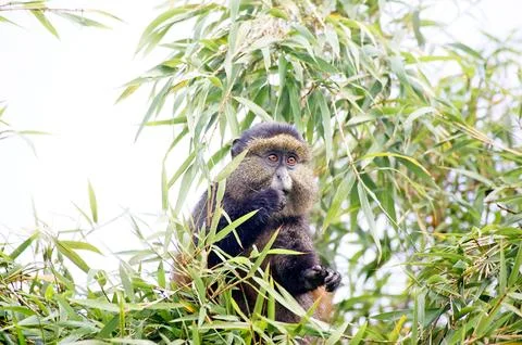 Golden monkey Stock Photos