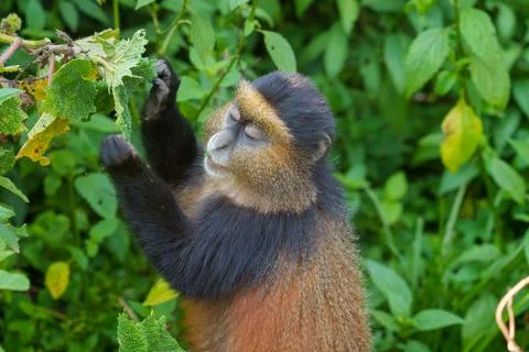 Golden monkey Stock Photos
