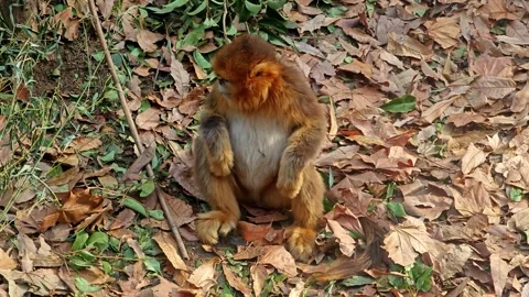 A golden monkey play on the ground covered with yellow leaves in the zoo Stock Footage 296633714