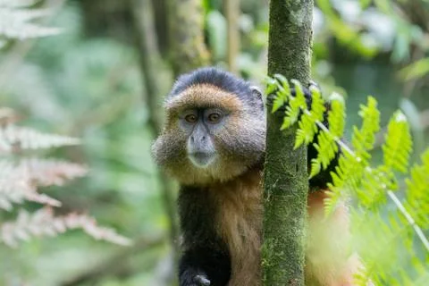 Golden monkey in Rwanda Stock Photos