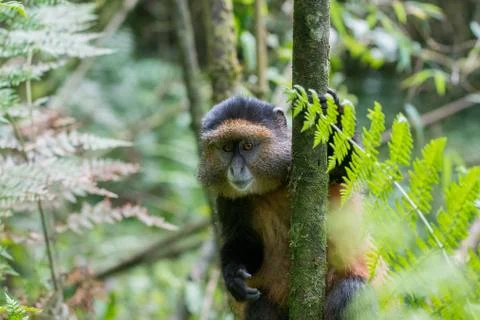 Golden monkey in Rwanda 스톡 사진