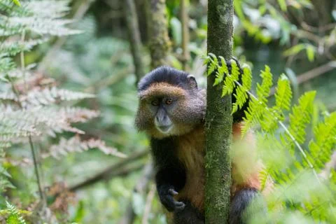Golden monkey in Rwanda 스톡 사진