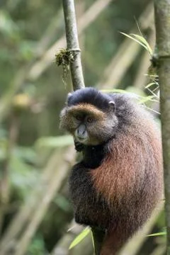 Golden monkey in Rwanda Fotos de archivo