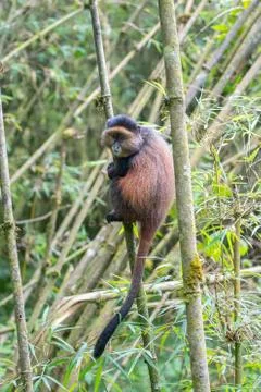 Golden monkey in Rwanda Stock Photos