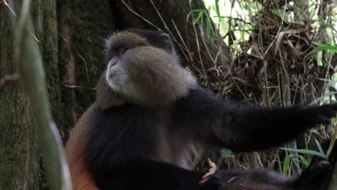 Golden Monkey sit in bamboo forest looking around close up Stock Footage 201124587