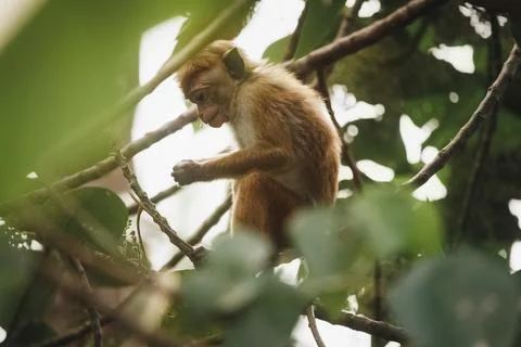 Golden Monkey Sitting In Rainforest Tree, Soft Focus Jungle Scene Stock Photos
