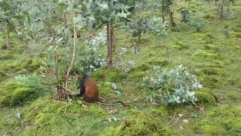 Golden monkey, Virunga forest, Rwanda Video stock 74102249