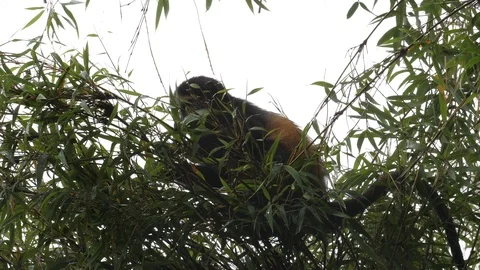 Golden Monkey, Virunga Mountain Video stock 125137754